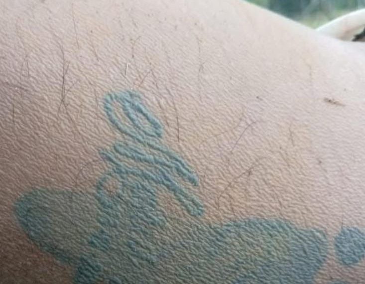 Johan Sebastián Anacona Daza