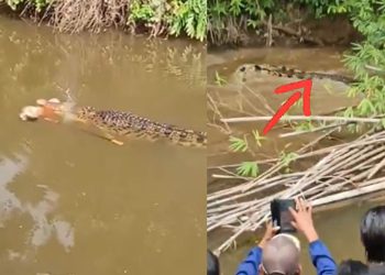 Cocodrilo en Aceh