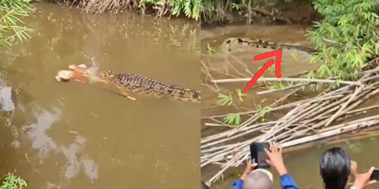 Cocodrilo en Aceh