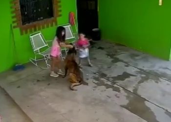 Perro ataca pequeña.
