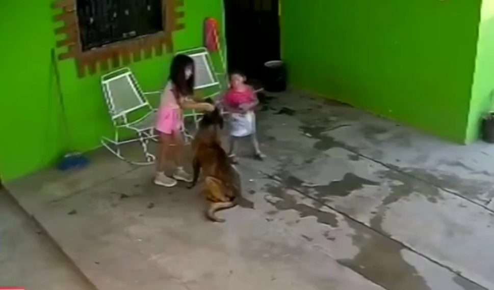 Perro ataca pequeña.