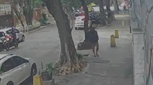 Mujer tragada